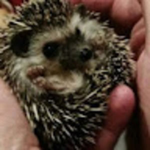 Meet your Posher, Gracie